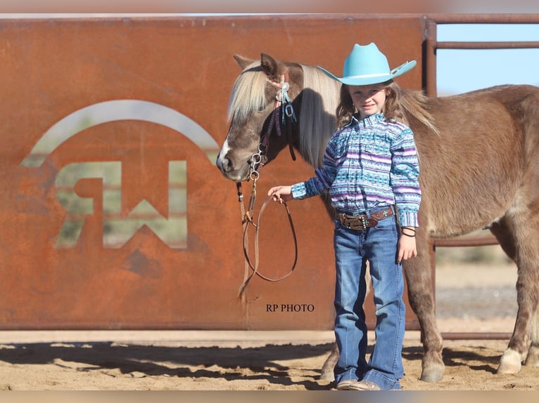 Weitere Ponys/Kleinpferde Wallach 6 Jahre 107 cm in Aguila