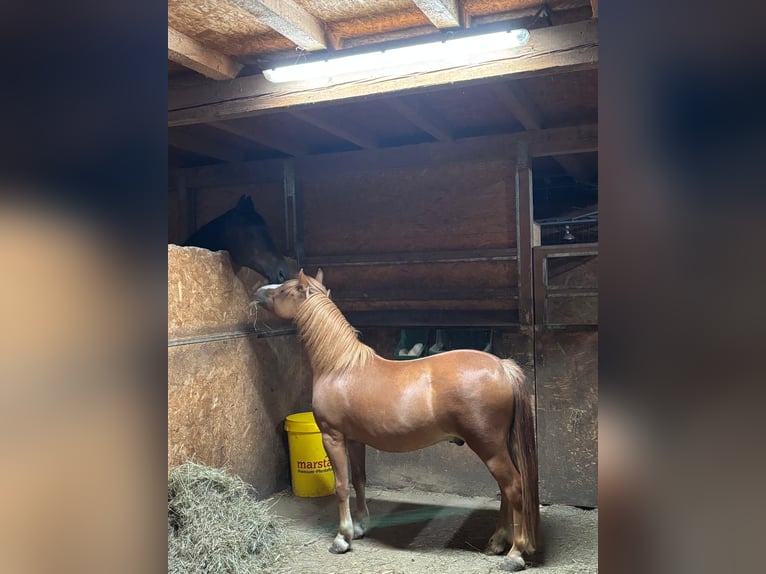 Weitere Ponys/Kleinpferde Wallach 6 Jahre 115 cm Fuchs in Mauerbach