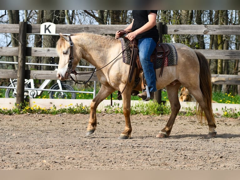 Weitere Ponys/Kleinpferde Wallach 6 Jahre 117 cm Champagne in Strasburg