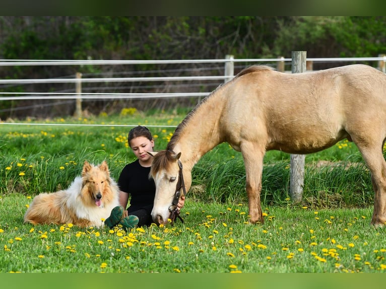 Weitere Ponys/Kleinpferde Wallach 6 Jahre 117 cm Champagne in Strasburg