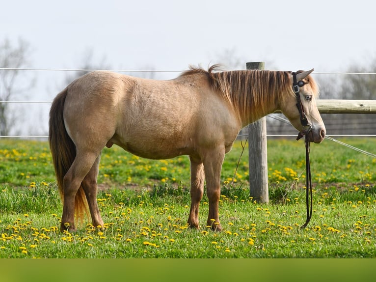 Weitere Ponys/Kleinpferde Wallach 6 Jahre 117 cm Champagne in Strasburg