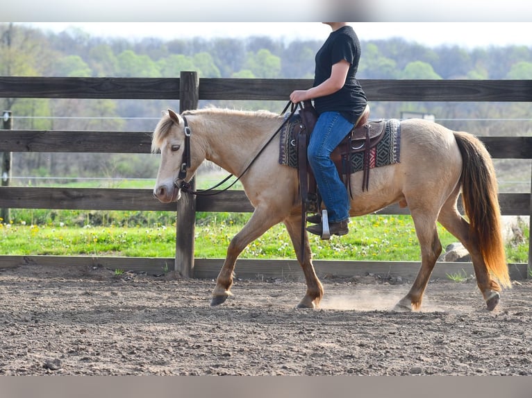 Weitere Ponys/Kleinpferde Wallach 6 Jahre 117 cm Champagne in Strasburg