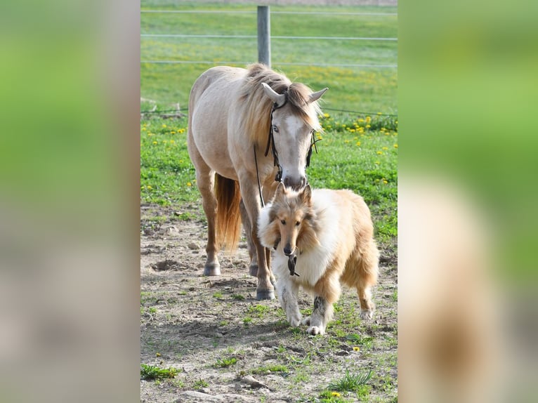 Weitere Ponys/Kleinpferde Wallach 6 Jahre 117 cm Champagne in Strasburg