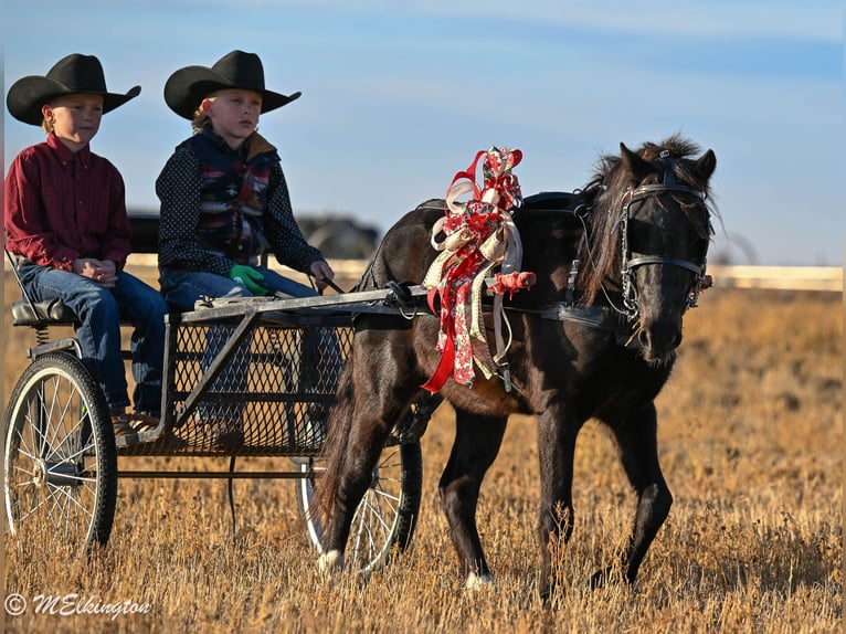 Weitere Ponys/Kleinpferde Wallach 6 Jahre 117 cm Rappe in Rigby