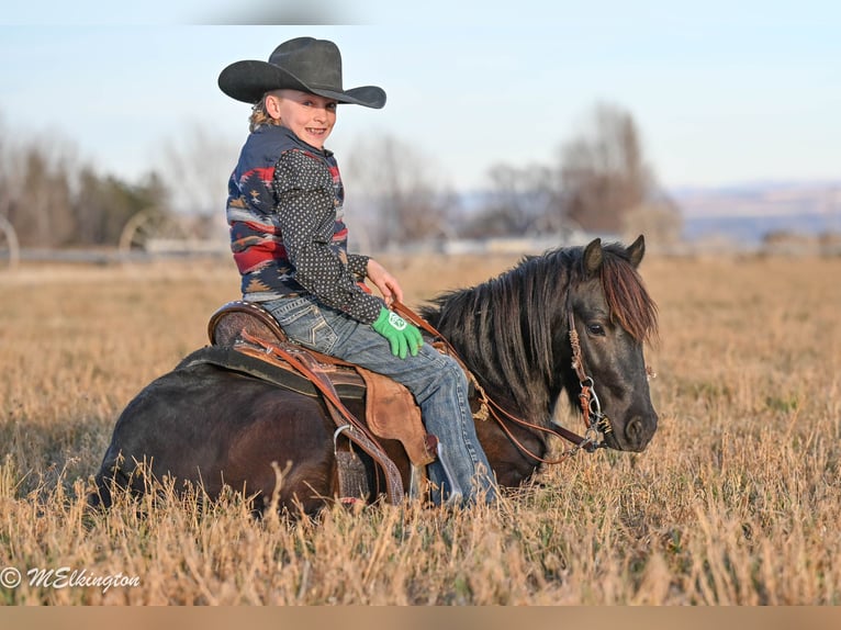Weitere Ponys/Kleinpferde Wallach 6 Jahre 117 cm Rappe in Rigby
