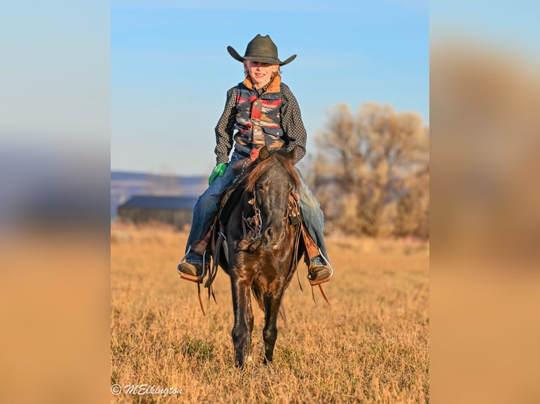 Weitere Ponys/Kleinpferde Wallach 6 Jahre 117 cm Rappe in Rigby