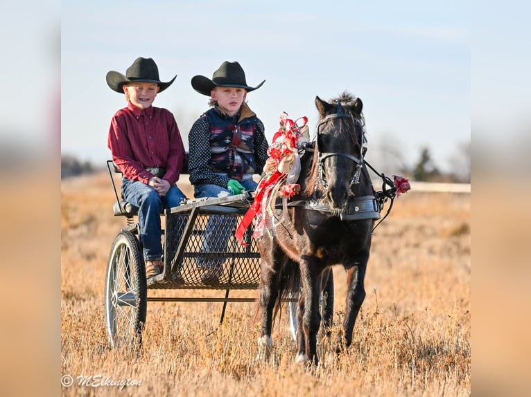 Weitere Ponys/Kleinpferde Wallach 6 Jahre 117 cm Rappe in Rigby