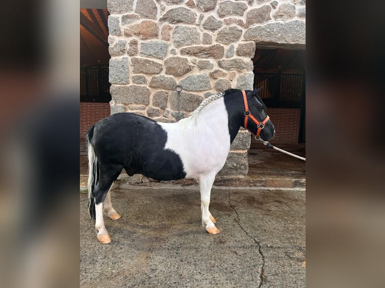 Weitere Ponys/Kleinpferde Mix Wallach 6 Jahre 120 cm Schecke in Colmenar del arroyo