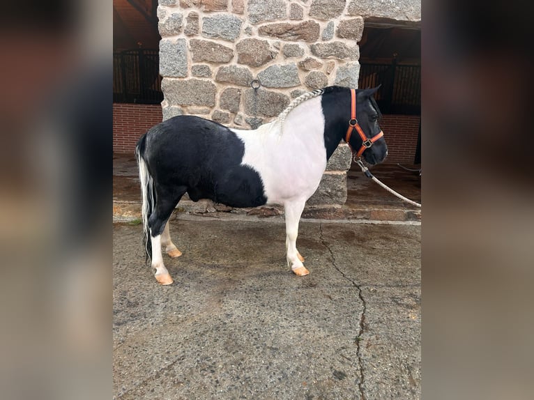 Weitere Ponys/Kleinpferde Mix Wallach 6 Jahre 120 cm Schecke in Colmenar del arroyo