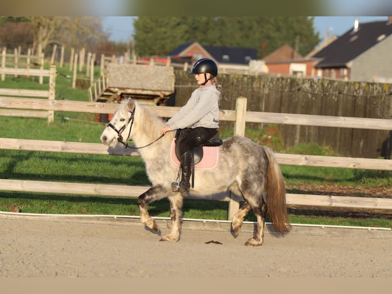 Weitere Ponys/Kleinpferde Wallach 6 Jahre 121 cm Blauschimmel in Bogaarden