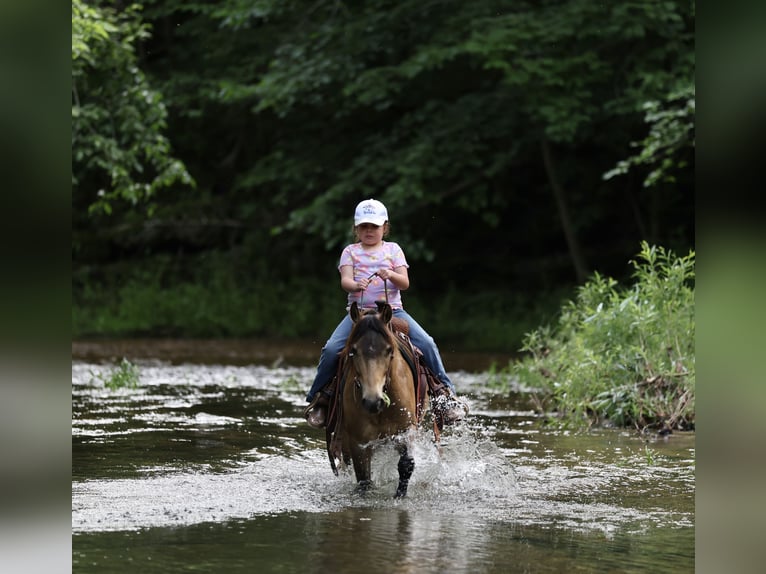 Weitere Ponys/Kleinpferde Wallach 6 Jahre 122 cm Buckskin in Buffalo, MO