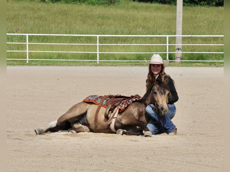 Weitere Ponys/Kleinpferde Wallach 6 Jahre 122 cm Buckskin in Buffalo, MO