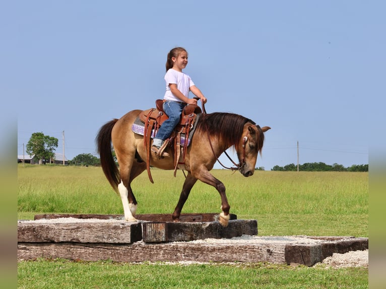 Weitere Ponys/Kleinpferde Wallach 6 Jahre 122 cm Buckskin in Buffalo, MO