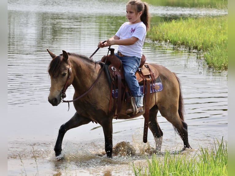Weitere Ponys/Kleinpferde Wallach 6 Jahre 122 cm Buckskin in Buffalo, MO