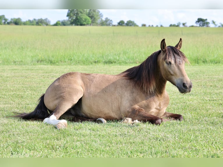 Weitere Ponys/Kleinpferde Wallach 6 Jahre 122 cm Buckskin in Buffalo, MO