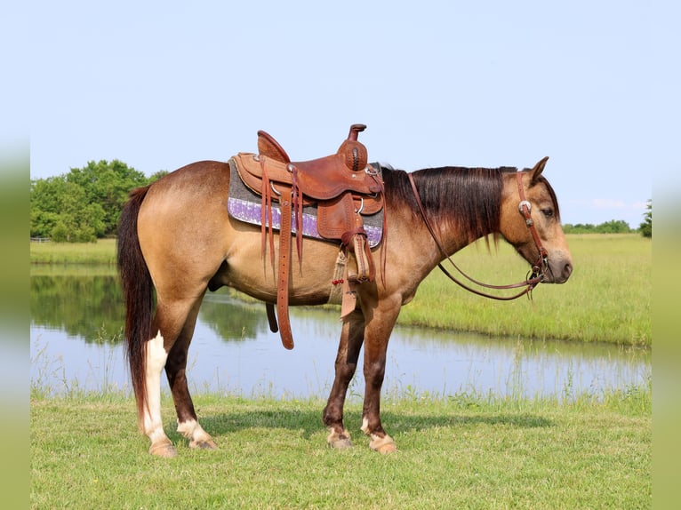 Weitere Ponys/Kleinpferde Wallach 6 Jahre 122 cm Buckskin in Buffalo, MO