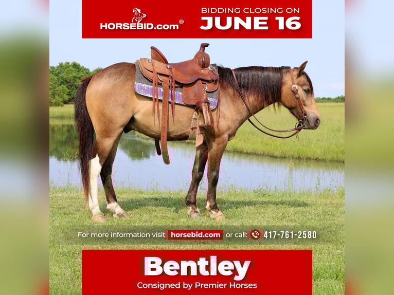 Weitere Ponys/Kleinpferde Wallach 6 Jahre 122 cm Buckskin in Buffalo, MO