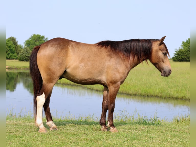 Weitere Ponys/Kleinpferde Wallach 6 Jahre 122 cm Buckskin in Buffalo, MO