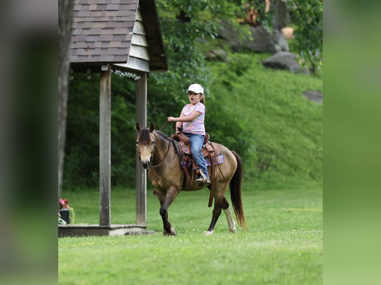 Weitere Ponys/Kleinpferde Wallach 6 Jahre 122 cm Buckskin in Buffalo, MO