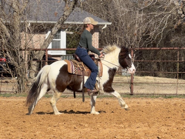 Weitere Ponys/Kleinpferde Wallach 6 Jahre 122 cm Schecke in Cleburne