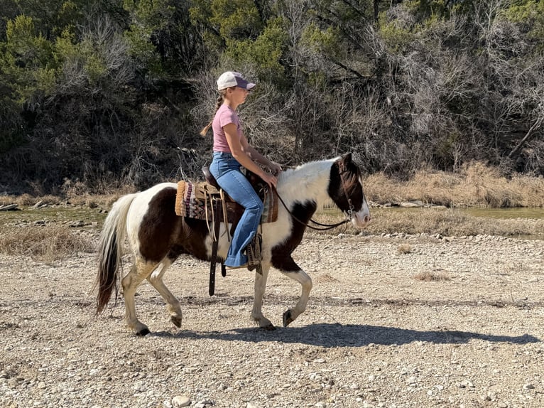 Weitere Ponys/Kleinpferde Wallach 6 Jahre 122 cm Schecke in Cleburne
