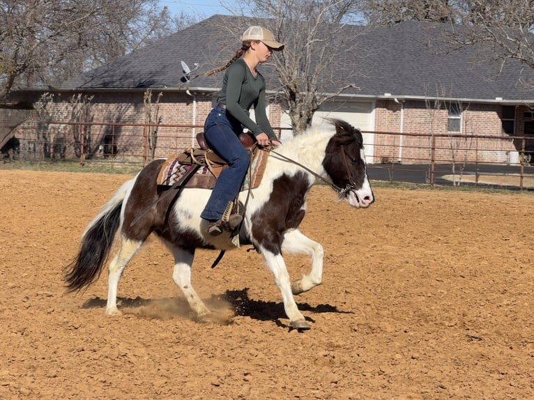 Weitere Ponys/Kleinpferde Wallach 6 Jahre 122 cm Schecke in Cleburne