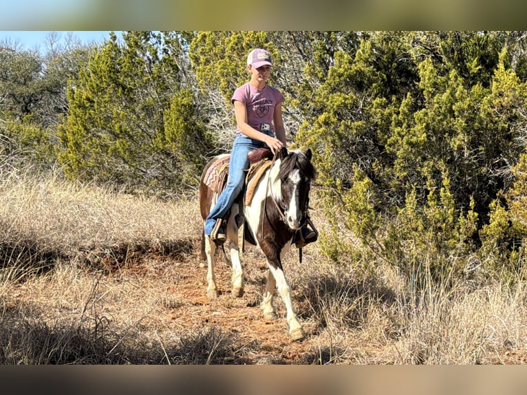 Weitere Ponys/Kleinpferde Wallach 6 Jahre 122 cm Schecke in Cleburne