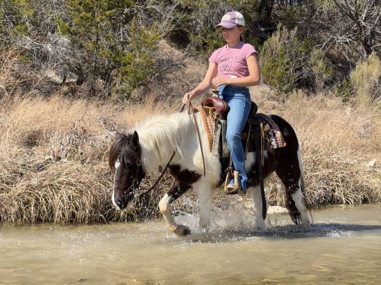 Weitere Ponys/Kleinpferde Wallach 6 Jahre 122 cm Schecke in Cleburne
