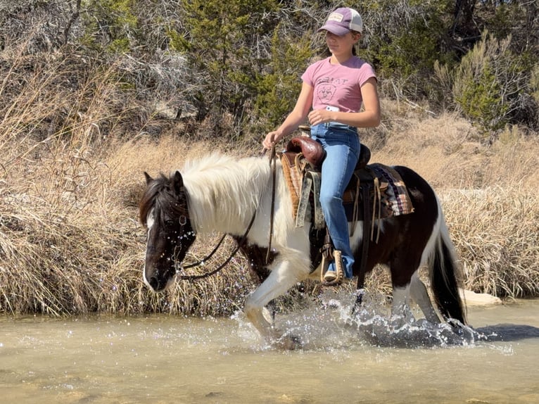 Weitere Ponys/Kleinpferde Wallach 6 Jahre 122 cm Schecke in Cleburne