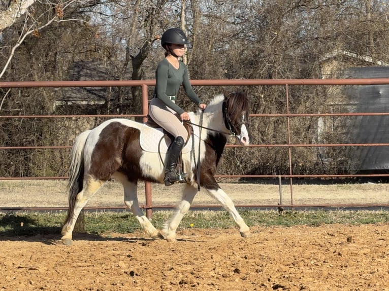 Weitere Ponys/Kleinpferde Wallach 6 Jahre 122 cm Schecke in Cleburne