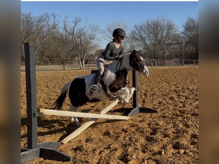Weitere Ponys/Kleinpferde Wallach 6 Jahre 122 cm Schecke in Cleburne
