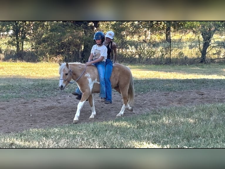 Weitere Ponys/Kleinpferde Wallach 6 Jahre 124 cm Schecke in Perkins