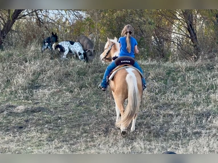 Weitere Ponys/Kleinpferde Wallach 6 Jahre 124 cm Schecke in Perkins