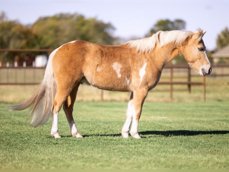 Weitere Ponys/Kleinpferde Wallach 6 Jahre 124 cm Schecke in Perkins