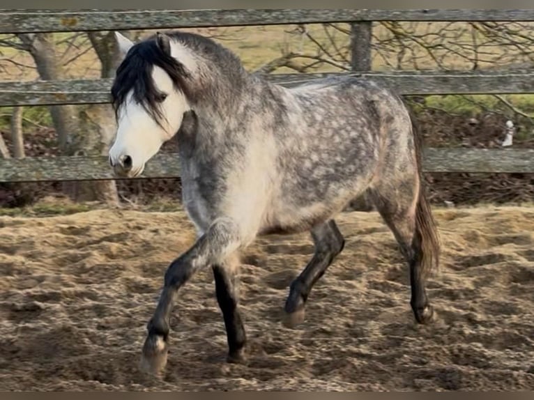 Weitere Ponys/Kleinpferde Wallach 6 Jahre 125 cm Apfelschimmel in Rechnitz
