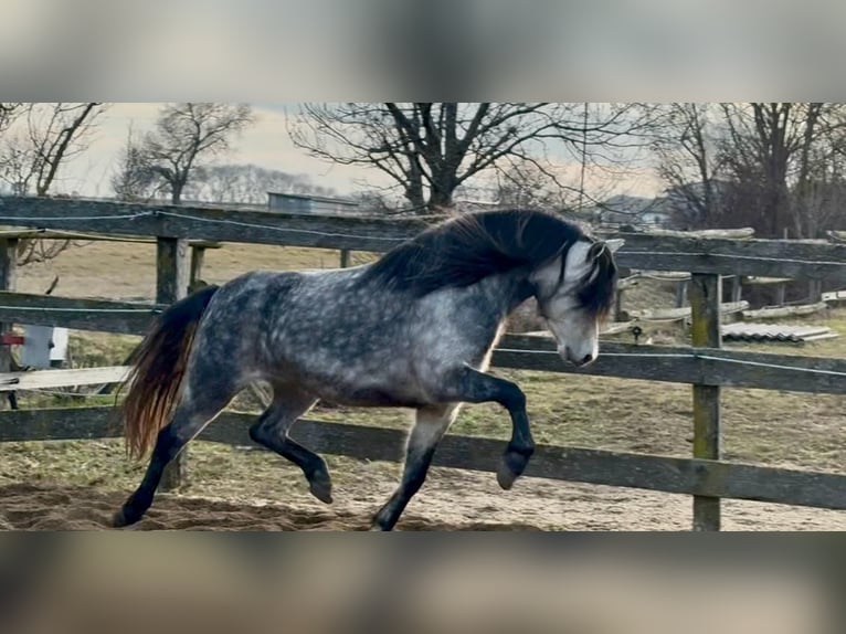 Weitere Ponys/Kleinpferde Wallach 6 Jahre 125 cm Apfelschimmel in Rechnitz
