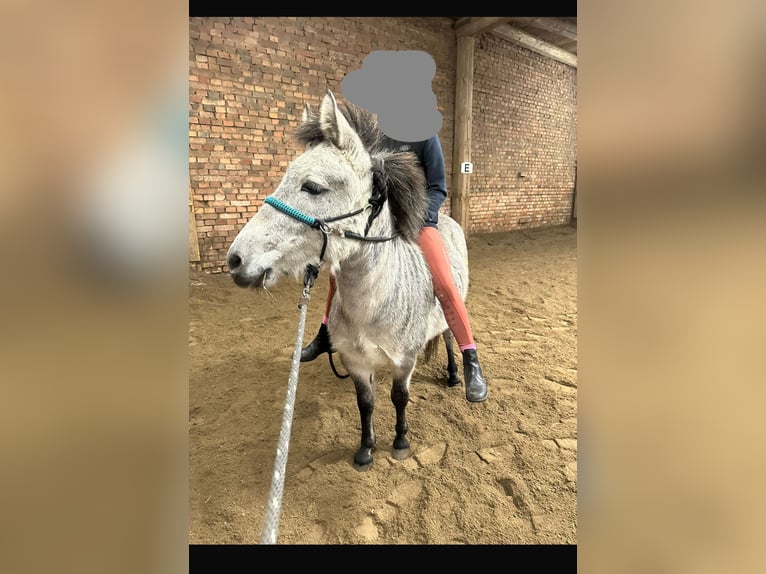 Weitere Ponys/Kleinpferde Mix Wallach 6 Jahre 125 cm in Gr&#xFC;nberg