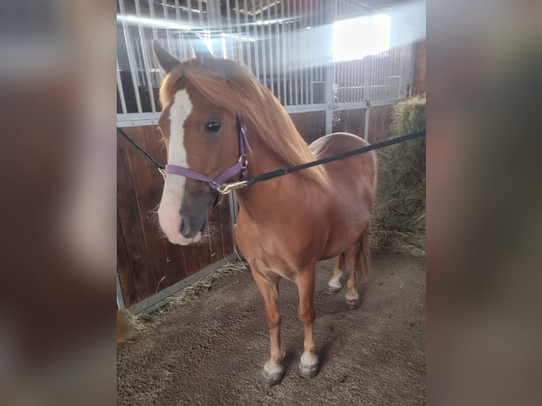 Weitere Ponys/Kleinpferde Wallach 6 Jahre 125 cm Fuchs in Rechnitz