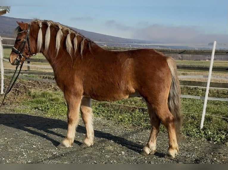 Weitere Ponys/Kleinpferde Wallach 6 Jahre 125 cm Fuchs in Rechnitz