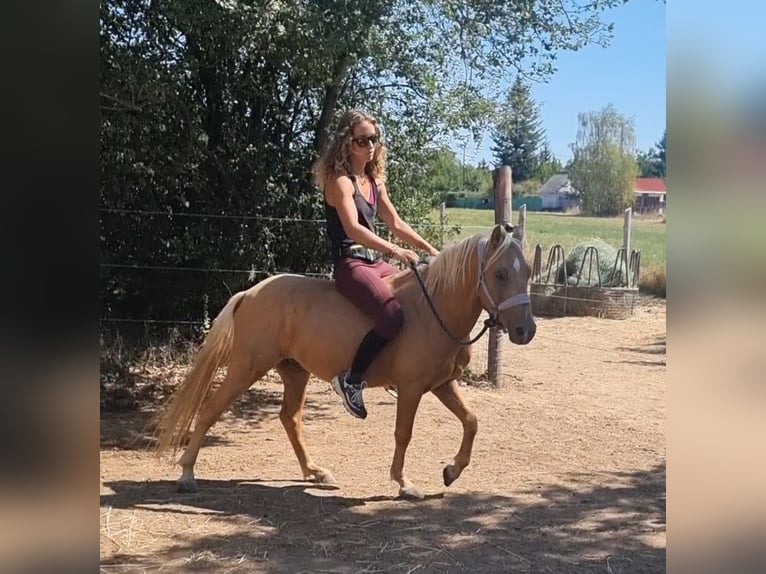Weitere Ponys/Kleinpferde Wallach 6 Jahre 125 cm Palomino in Rechnitz