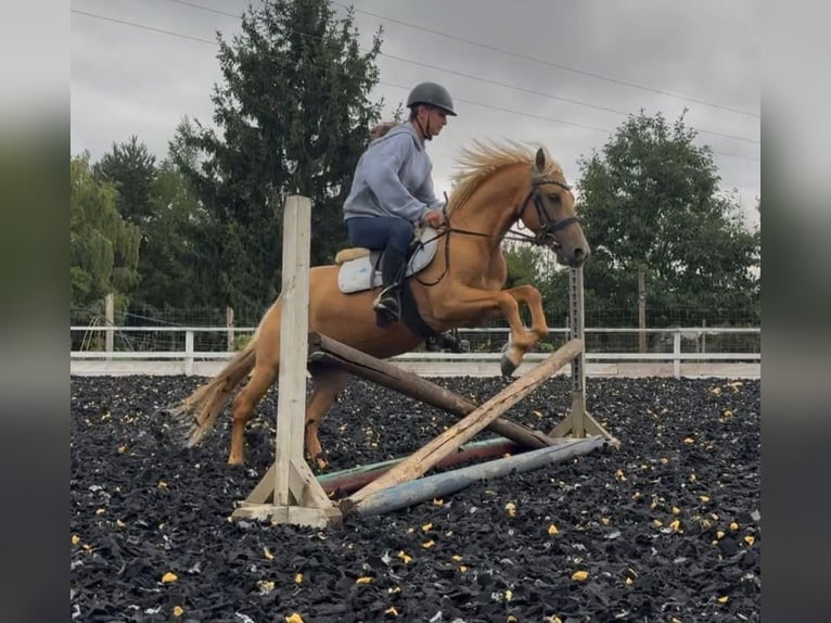 Weitere Ponys/Kleinpferde Wallach 6 Jahre 125 cm Palomino in Rechnitz