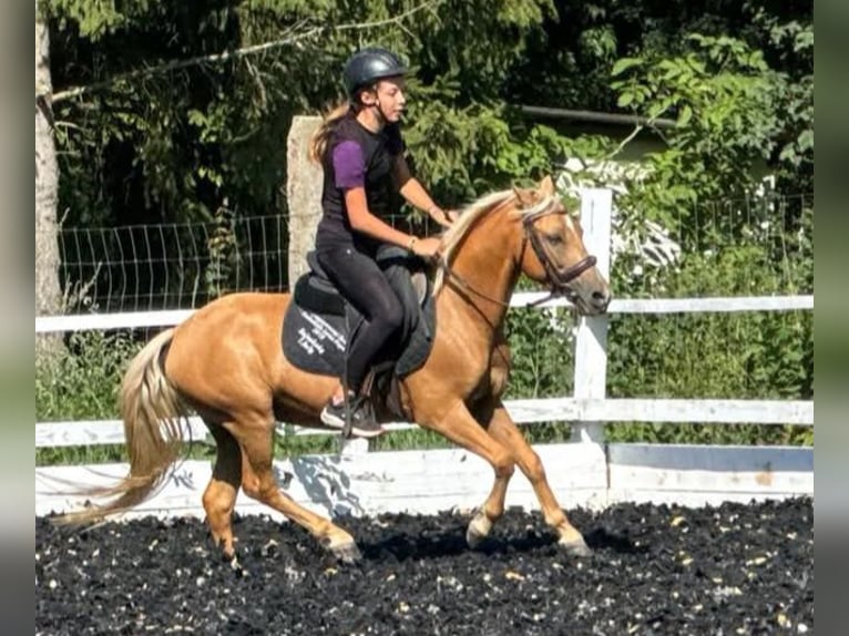 Weitere Ponys/Kleinpferde Wallach 6 Jahre 125 cm Palomino in Rechnitz