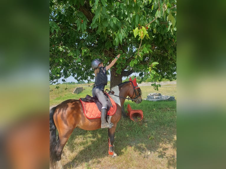 Weitere Ponys/Kleinpferde Wallach 6 Jahre 125 cm Schecke in Eilenburg