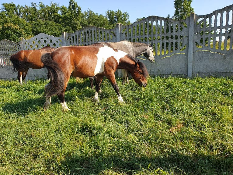Weitere Ponys/Kleinpferde Wallach 6 Jahre 125 cm Schecke in Eilenburg