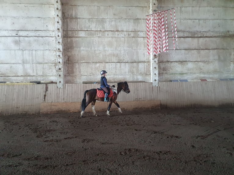 Weitere Ponys/Kleinpferde Wallach 6 Jahre 125 cm Schecke in Eilenburg