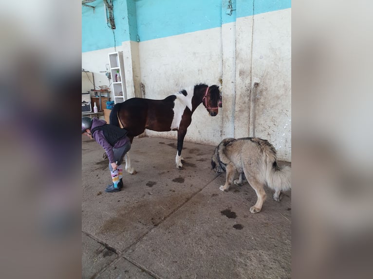 Weitere Ponys/Kleinpferde Wallach 6 Jahre 125 cm Schecke in Eilenburg
