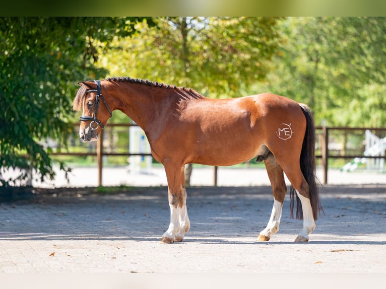 Weitere Ponys/Kleinpferde Wallach 6 Jahre 126 cm Brauner in Kaulille