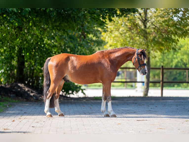 Weitere Ponys/Kleinpferde Wallach 6 Jahre 126 cm Brauner in Kaulille