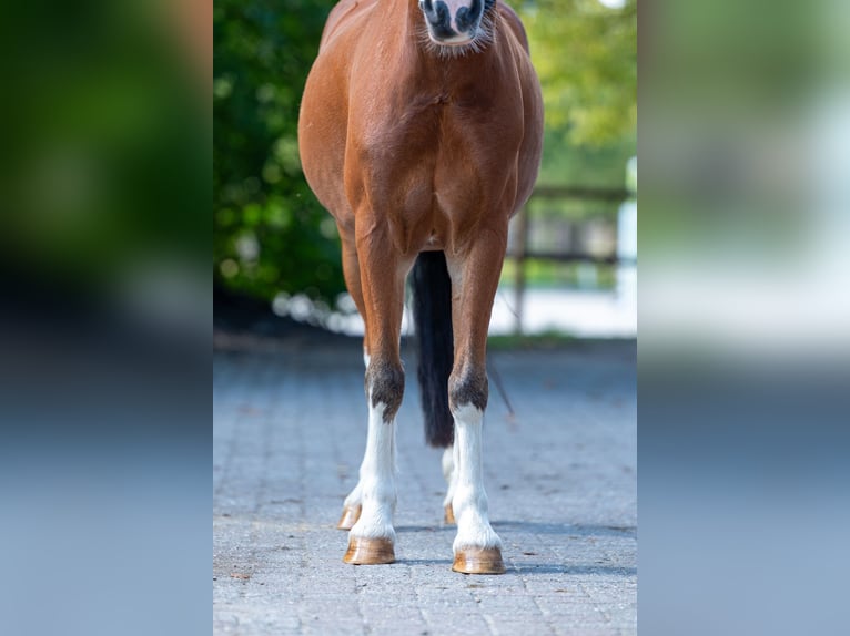 Weitere Ponys/Kleinpferde Wallach 6 Jahre 126 cm Brauner in Kaulille