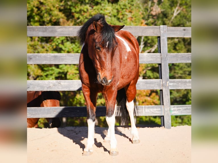 Weitere Ponys/Kleinpferde Wallach 6 Jahre 127 cm Schecke in Clover